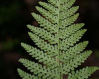 Hay-Scented Fern